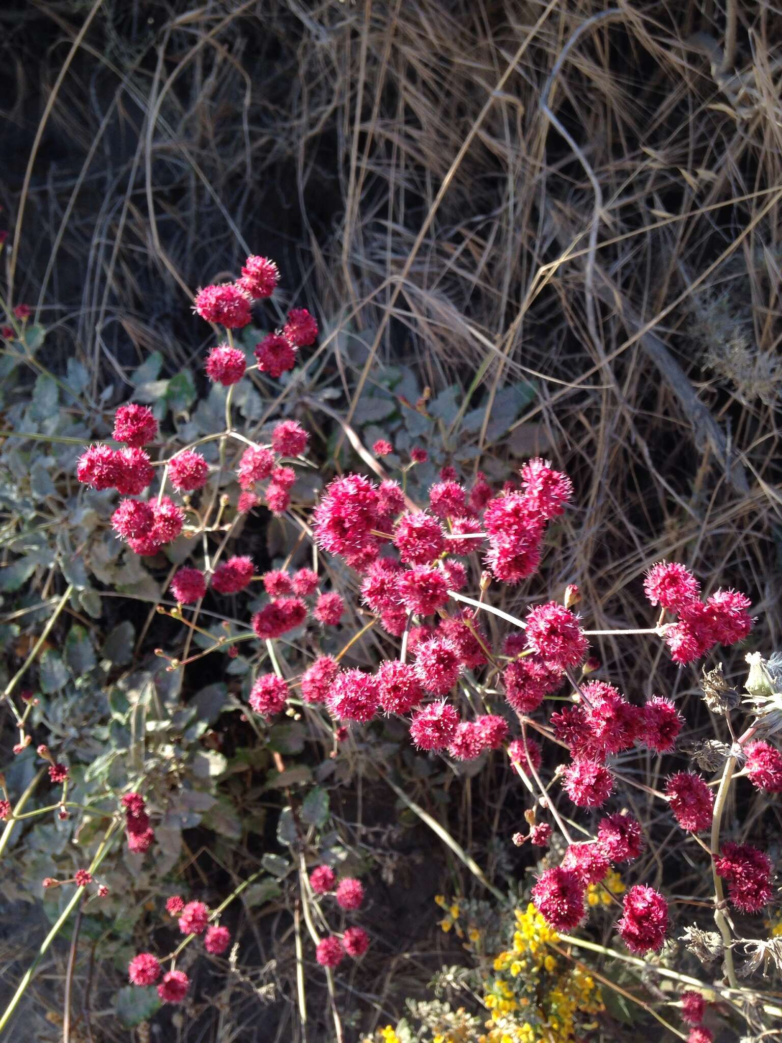 Image of redflower buckwheat