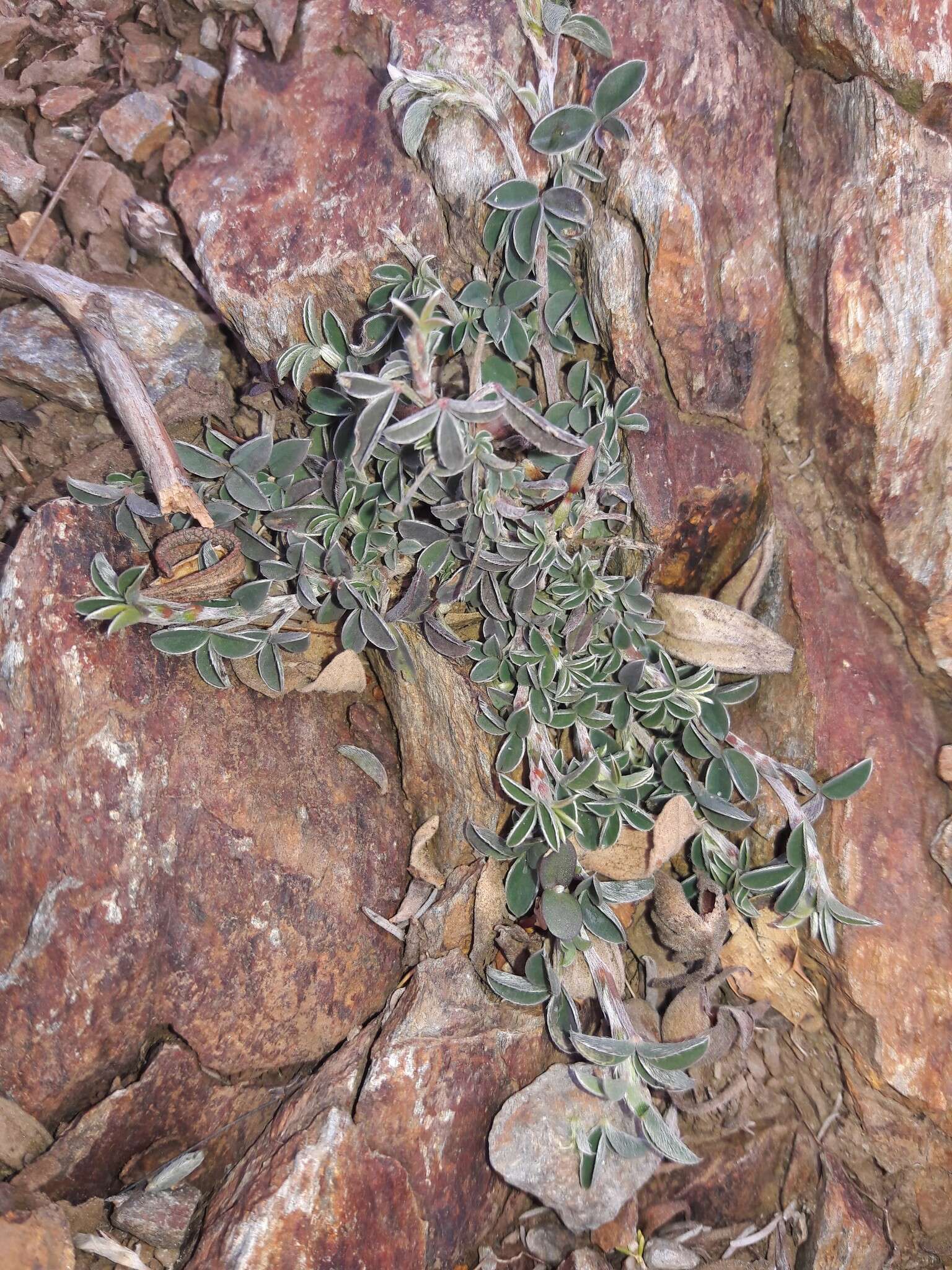 صورة Argyrolobium zanonii (Turra) P. W. Ball