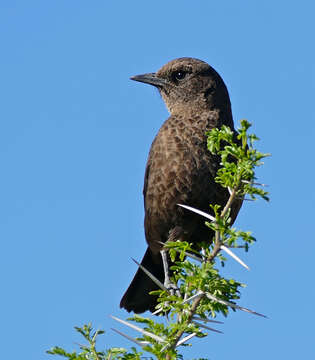 Image of Ant-eating Chat