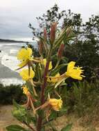 Image of Wolf's evening primrose