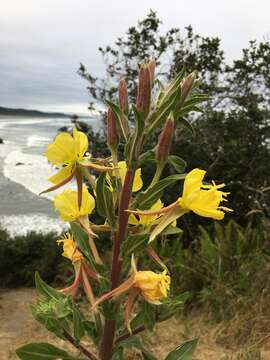 Oenothera wolfii (Munz) P. H. Raven, W. Dietrich & W. Stubbe resmi