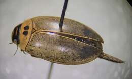 Image of Predaceous diving beetle