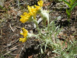 Image of graylocks four-nerve daisy