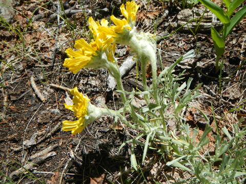 Image of graylocks four-nerve daisy