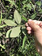 Image of sarvis holly