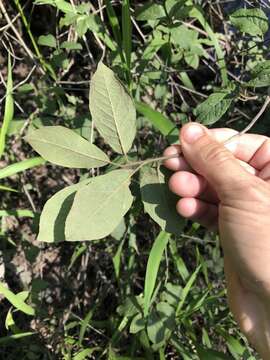 Слика од Ilex amelanchier M. A. Curt. ex Chapm.