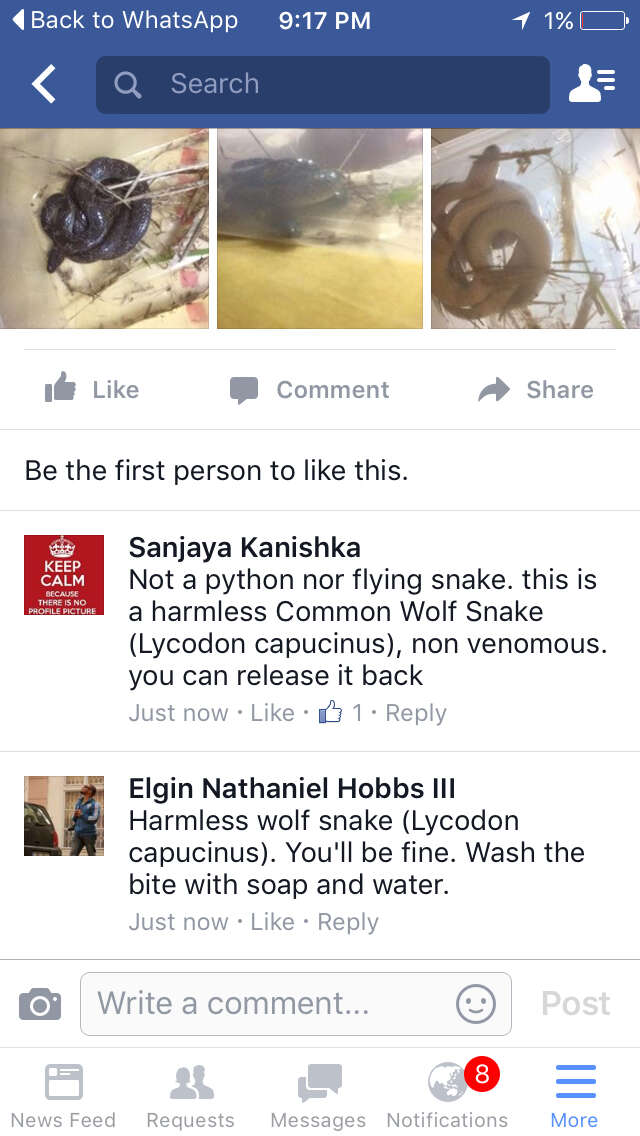 Image of Indian Wolf Snake