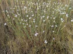 Image of Dianthus pyrenaicus Pourret