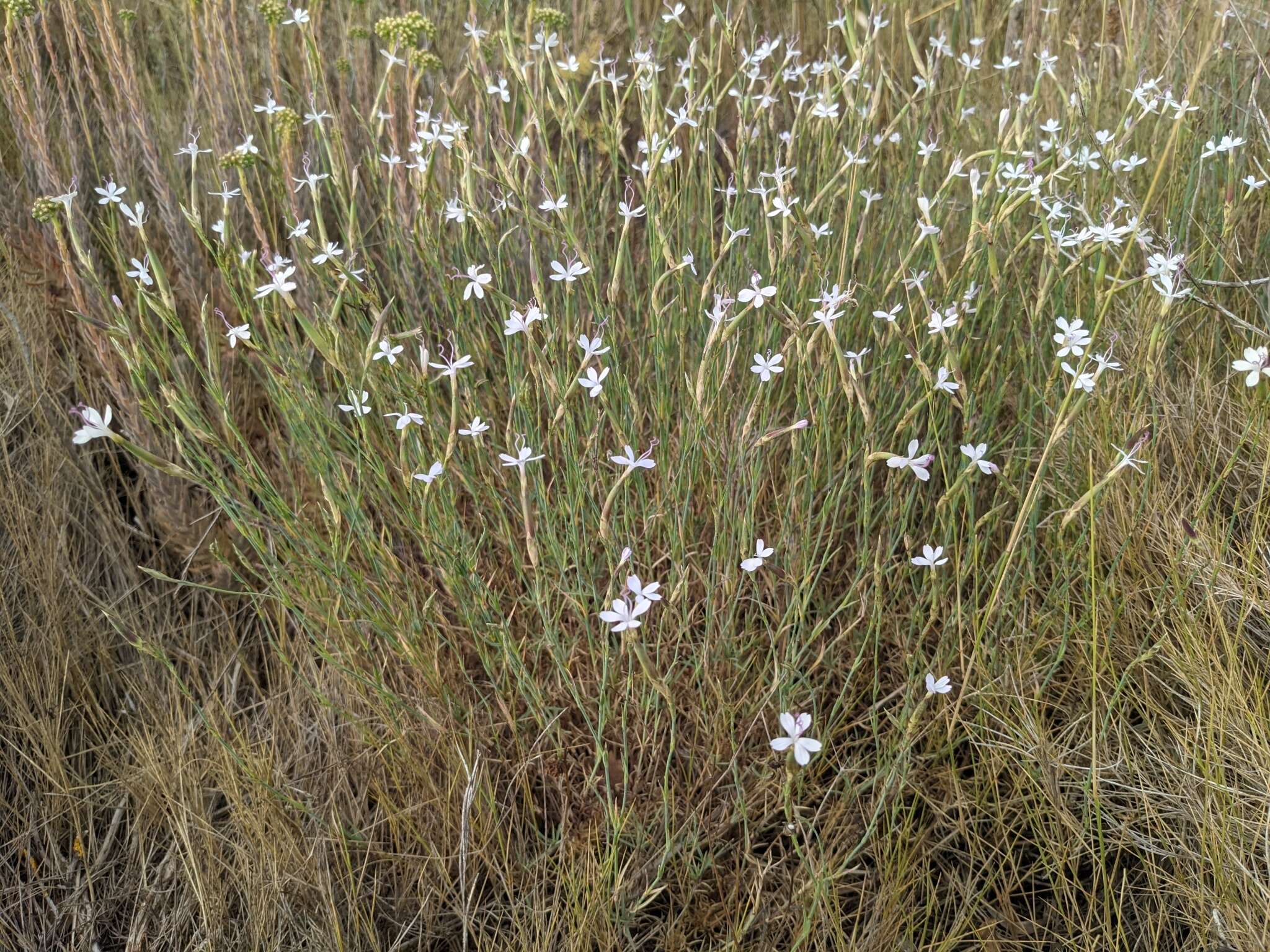 Image of Dianthus pyrenaicus Pourret