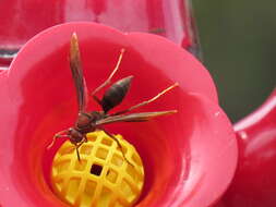 Image of Polistes major castaneicolor Bequard 1938