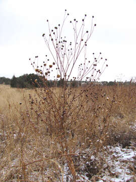 Image of common sunflower