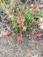 Image of Delosperma carterae L. Bol.