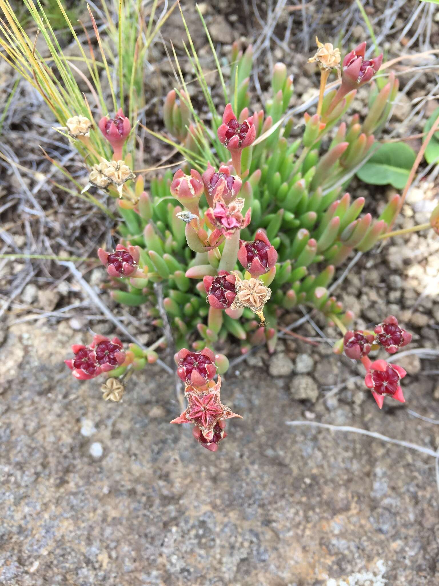 صورة Delosperma carterae L. Bol.