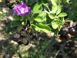 Image of Citharexylum flabellifolium S. Watson