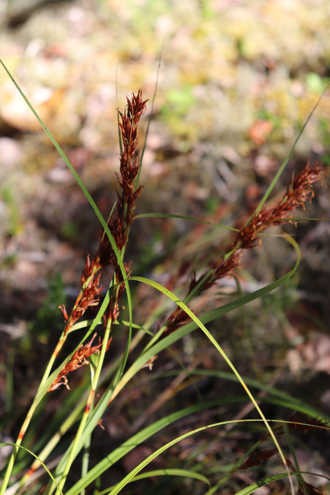 Imagem de Morelotia gahniiformis Gaudich.