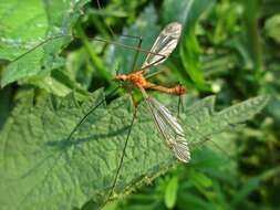 Image of Tipula (Lunatipula) lunata Linnaeus 1758