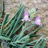 Plancia ëd Linaria capraria Moris & De Not.