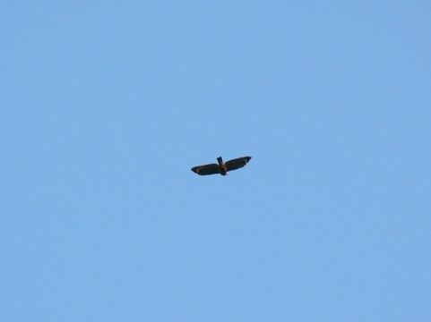 Image of Philippine Serpent Eagle