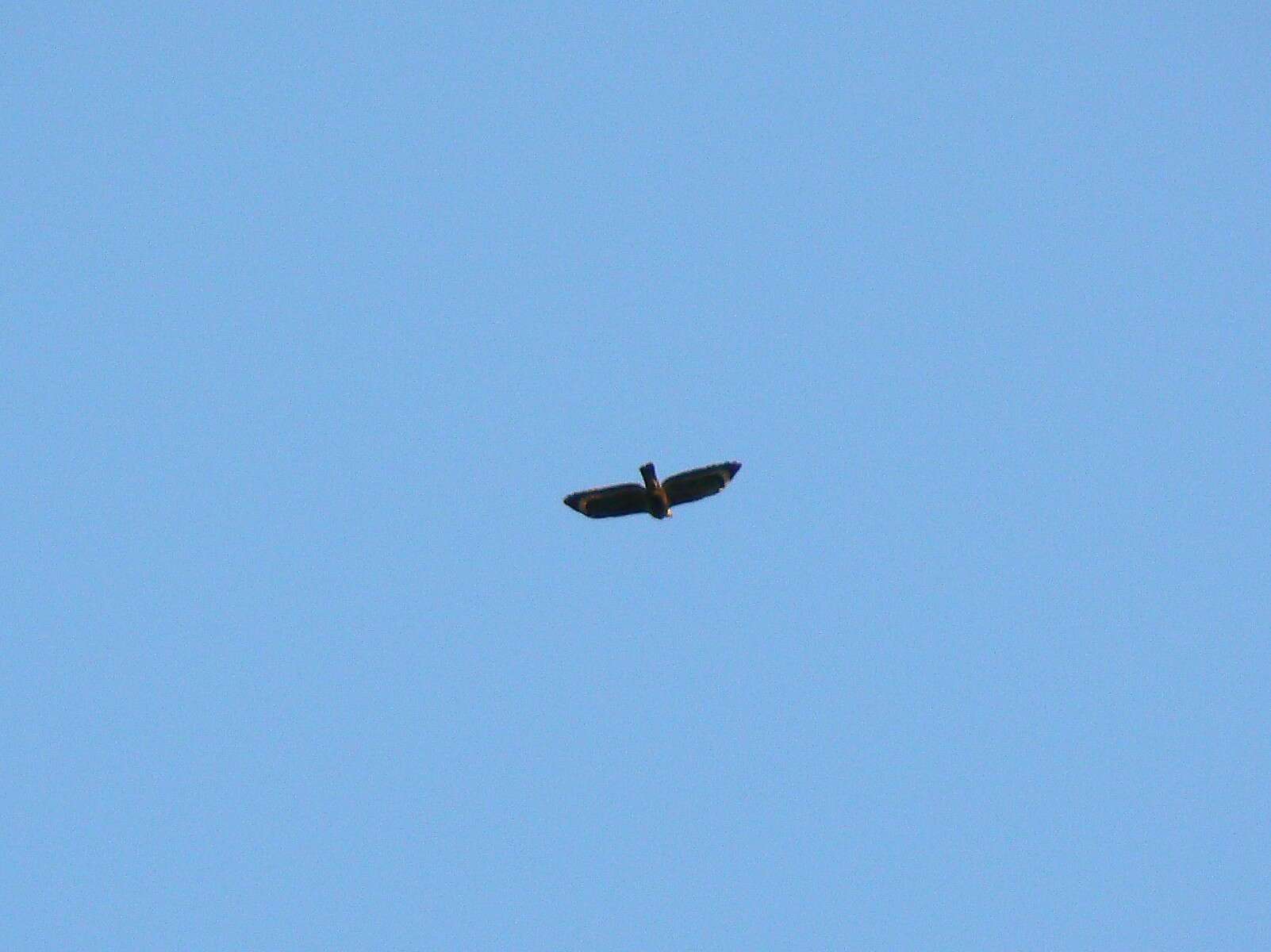 Image of Philippine Serpent Eagle