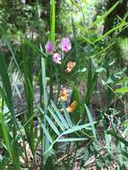 Vicia americana Willd. resmi