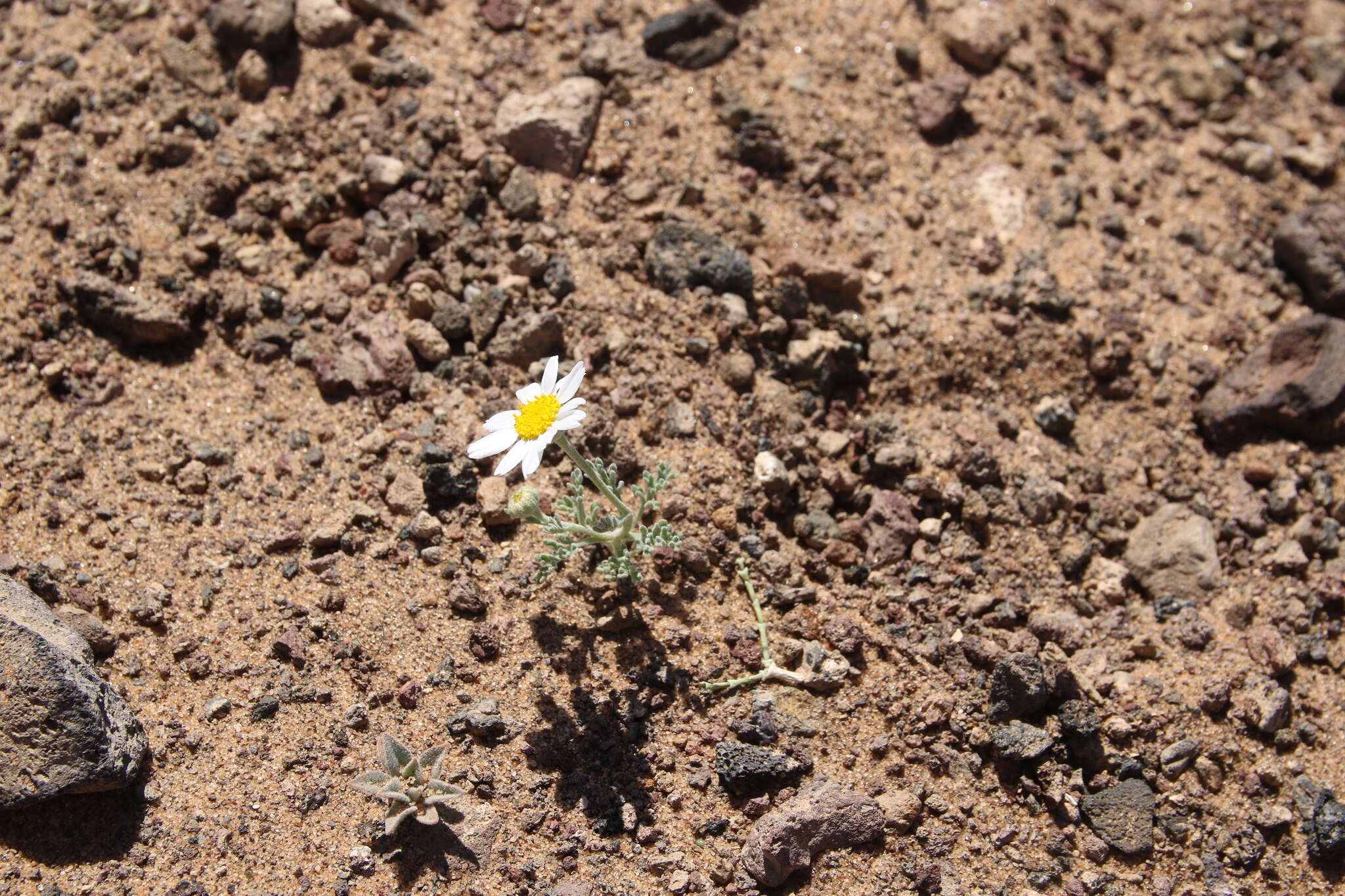 Image of Anthemis melampodina subsp. deserti (Boiss.) Eig