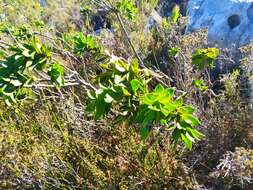 Image of Mountain dahlia