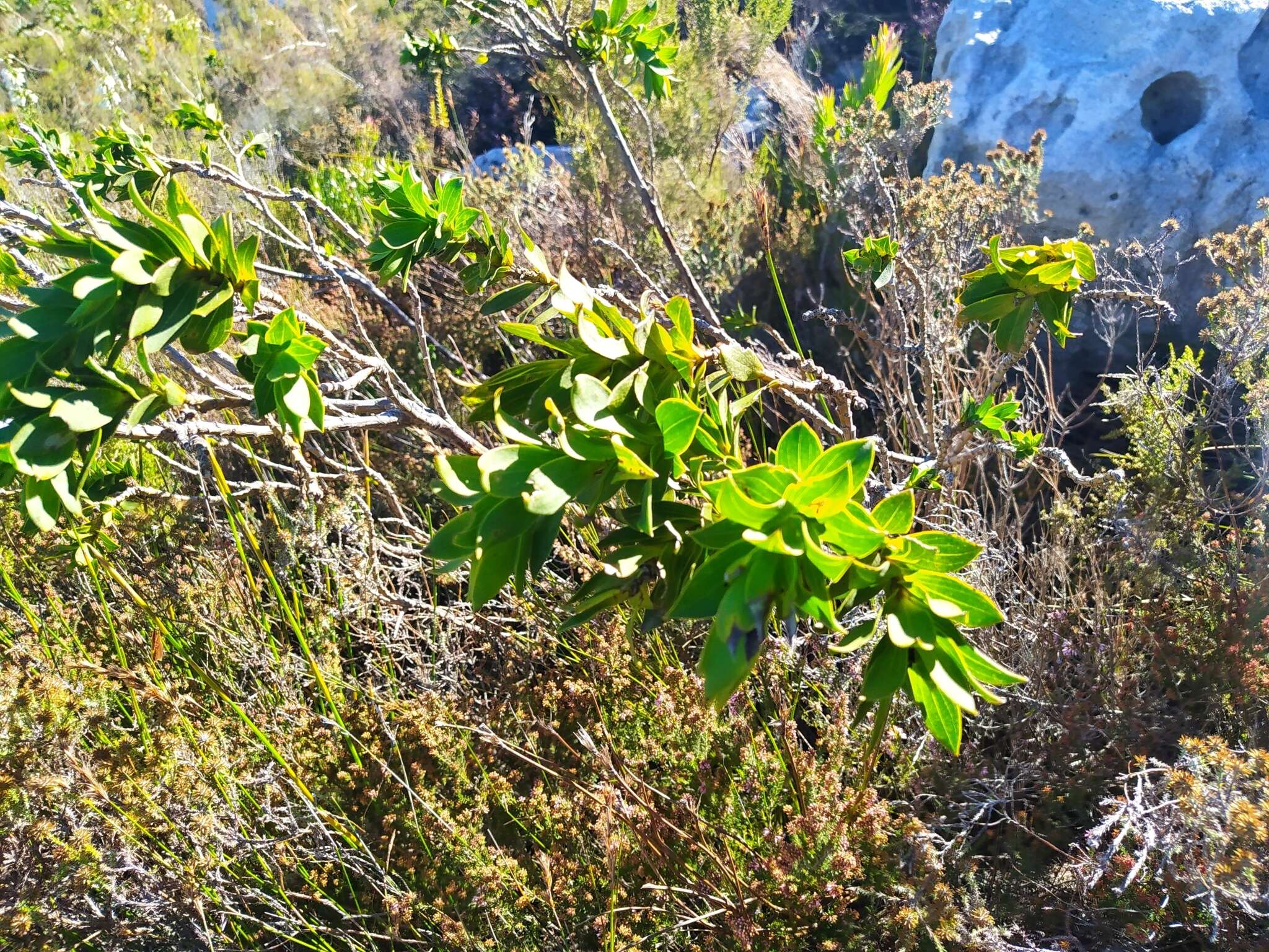 Plancia ëd Liparia splendens (Burm. fil.) Bos & de Wit