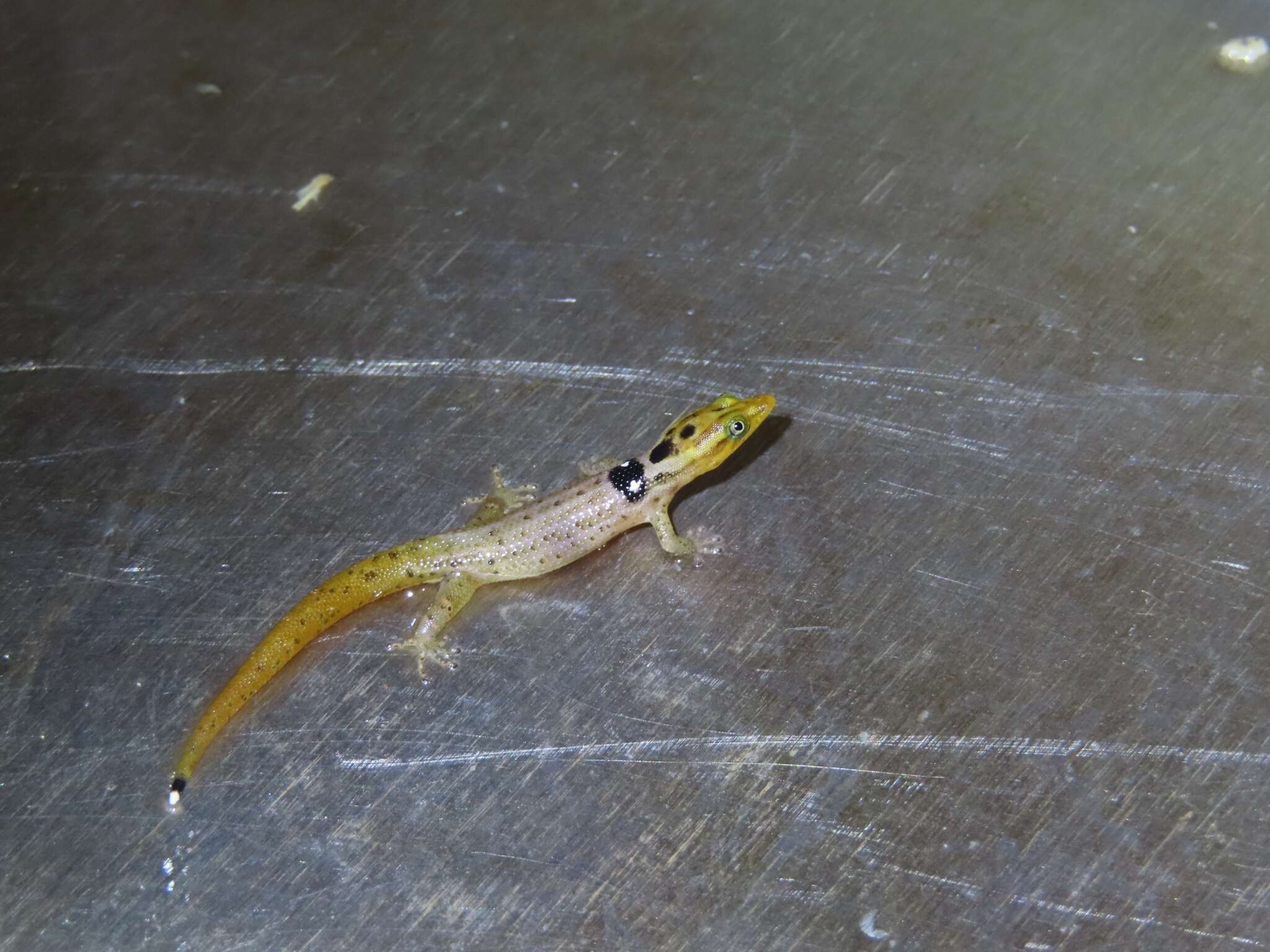 Image of Sphaerodactylus macrolepis grandisquamis Stejneger 1904