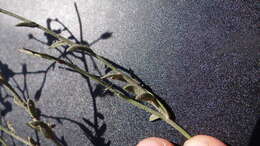 Image of Leptoglossis linifolia (Miers) Benth. & Hook. fil.