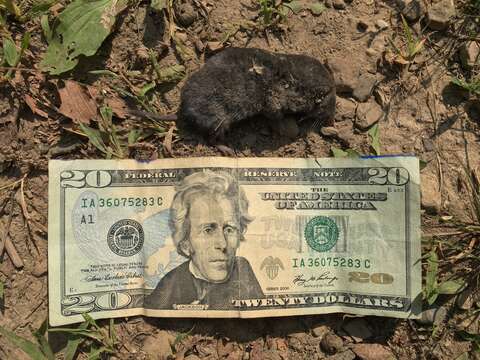 Image of American short-tailed shrew