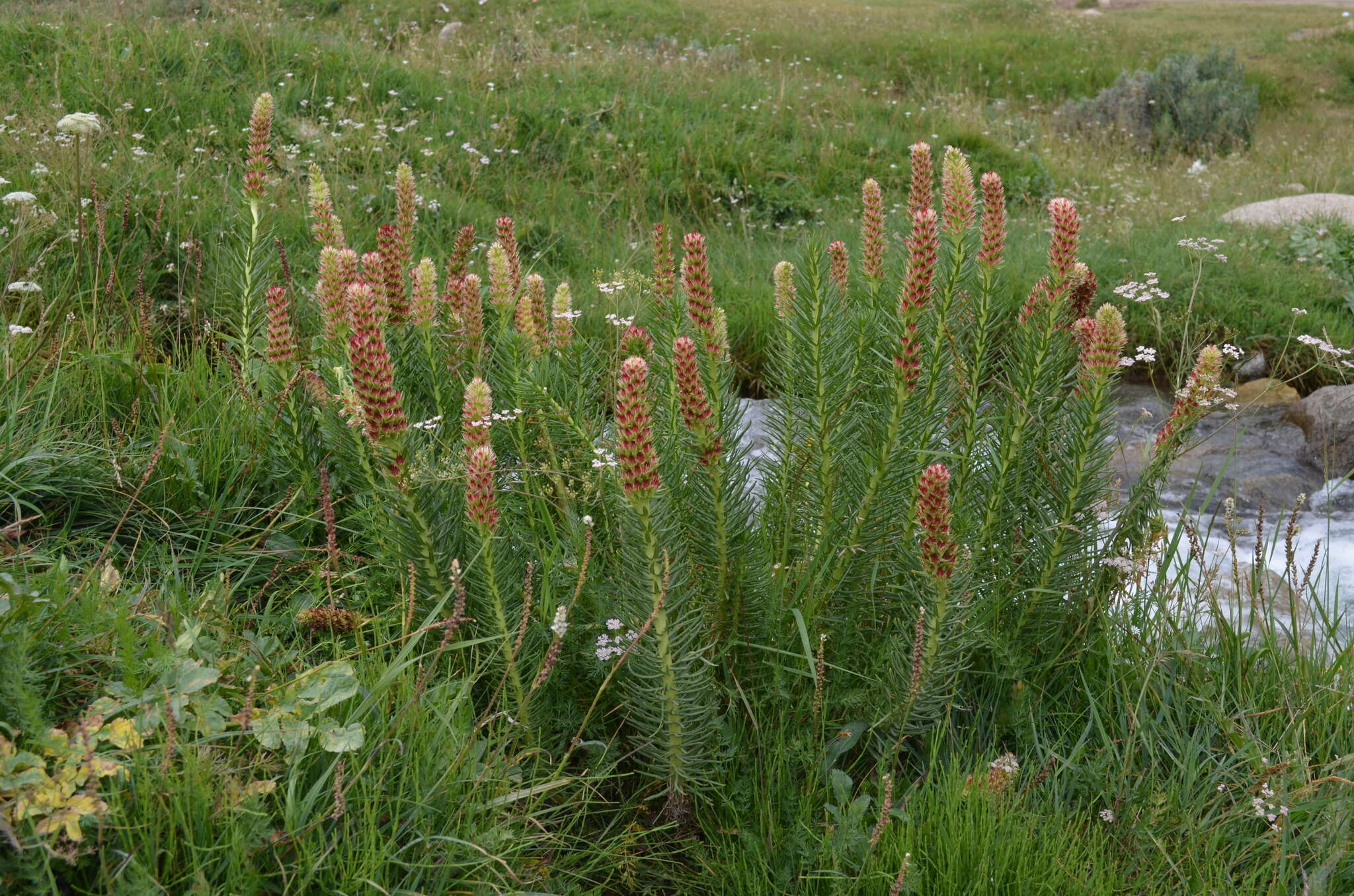 Imagem de Rhodiola semenovii (Regel & Herd.) Boriss.