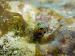 Image of Spiny blenny