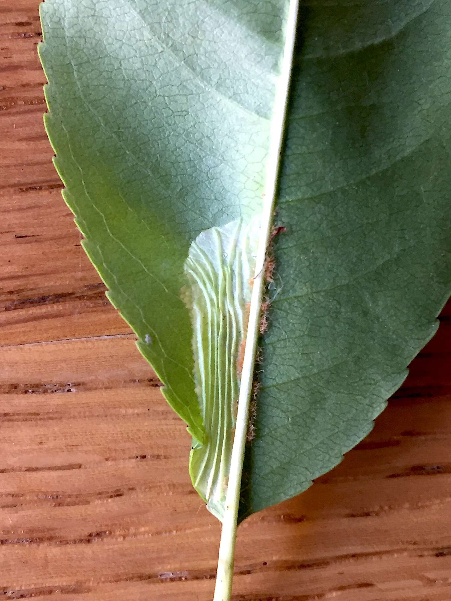 Image of Cherry Blotch Miner