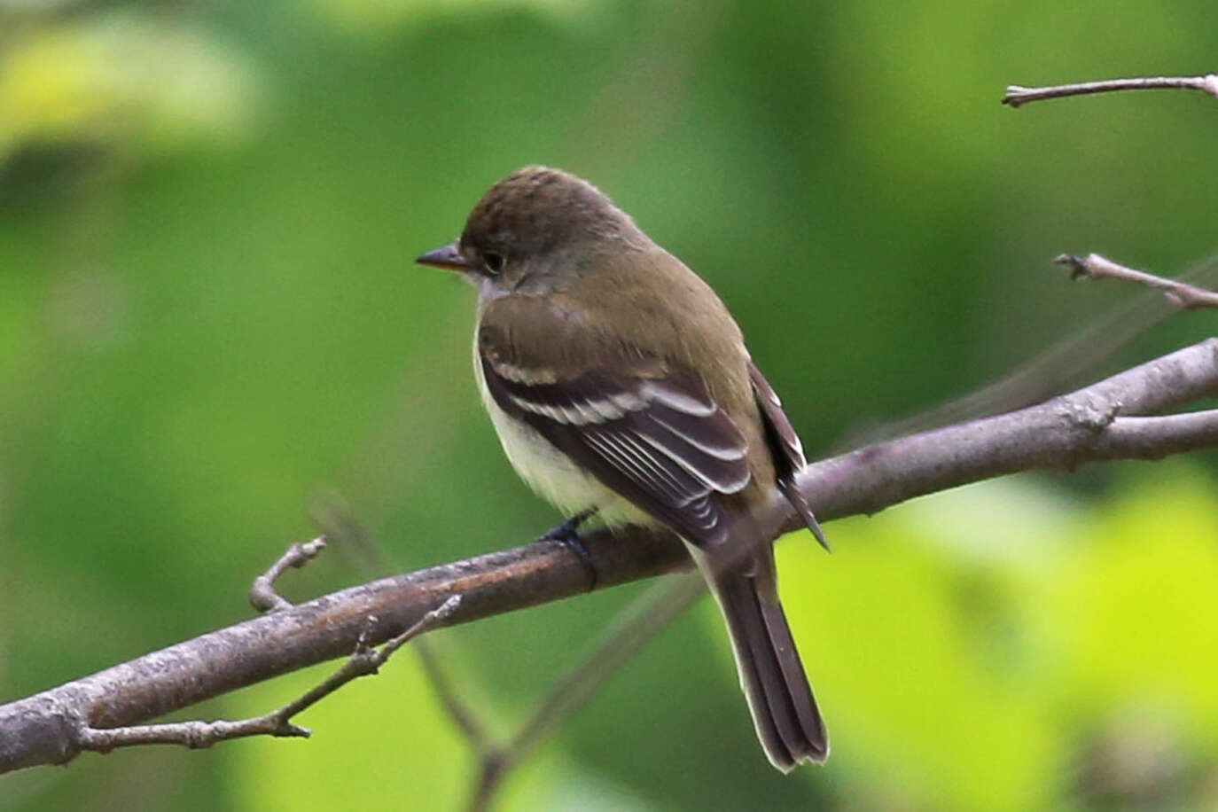 Image of Willow Flycatcher