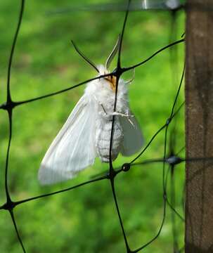 Image of Agreeable Tiger Moth