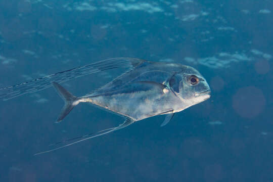 Image of African Pompano