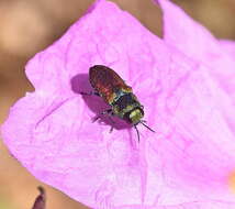 Image of Anthaxia praeclara Mannerheim 1837