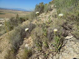 Image of Klasea flavescens (L.) J. Holub