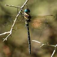 Image of Macromia illinoiensis georgina Selys 1878