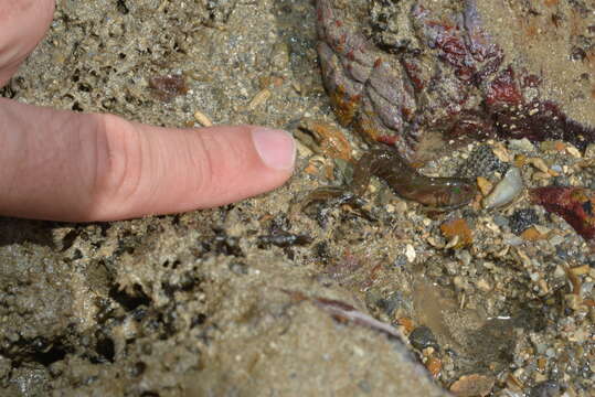 Image of Chevron blenny