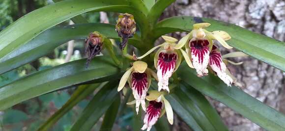 Image of Vanda cristata Wall. ex Lindl.