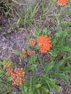 Imagem de Asclepias tuberosa subsp. rolfsii (Britt. ex Vail) Woods.