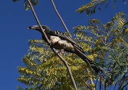 Image of Hemprich's Hornbill