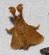 Image of Epiperola monochroma Dyar 1908