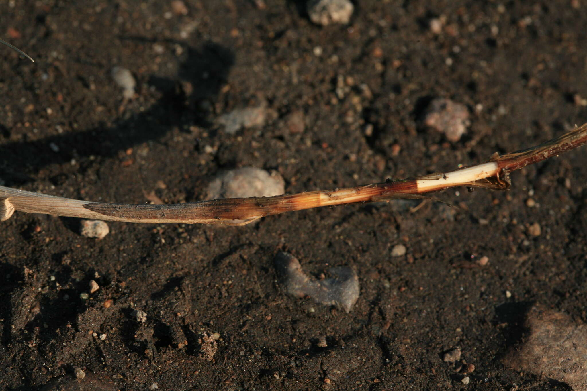 Image of Carex lithophila Turcz.