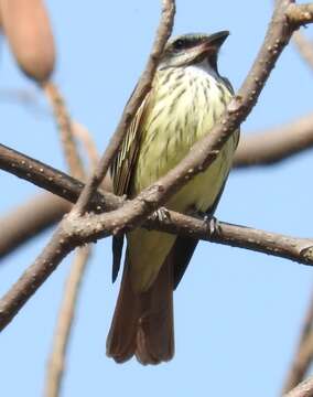 Слика од Myiodynastes luteiventris Sclater & PL 1859