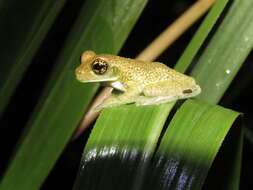 Image of marbled tree frog