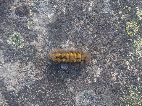 Image of Ross' Tussock Moth