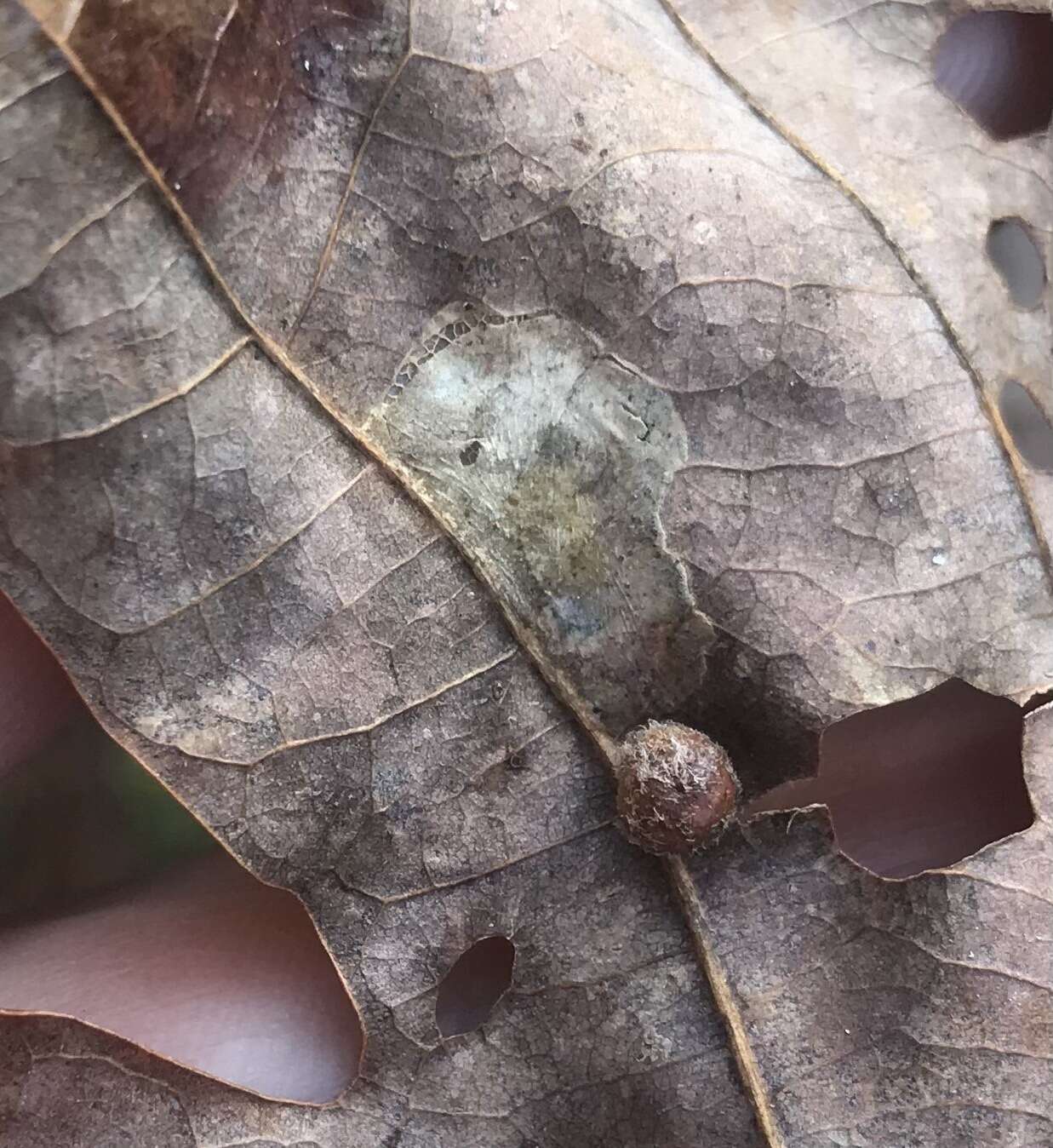 صورة Phyllonorycter basistrigella (Clemens 1859)