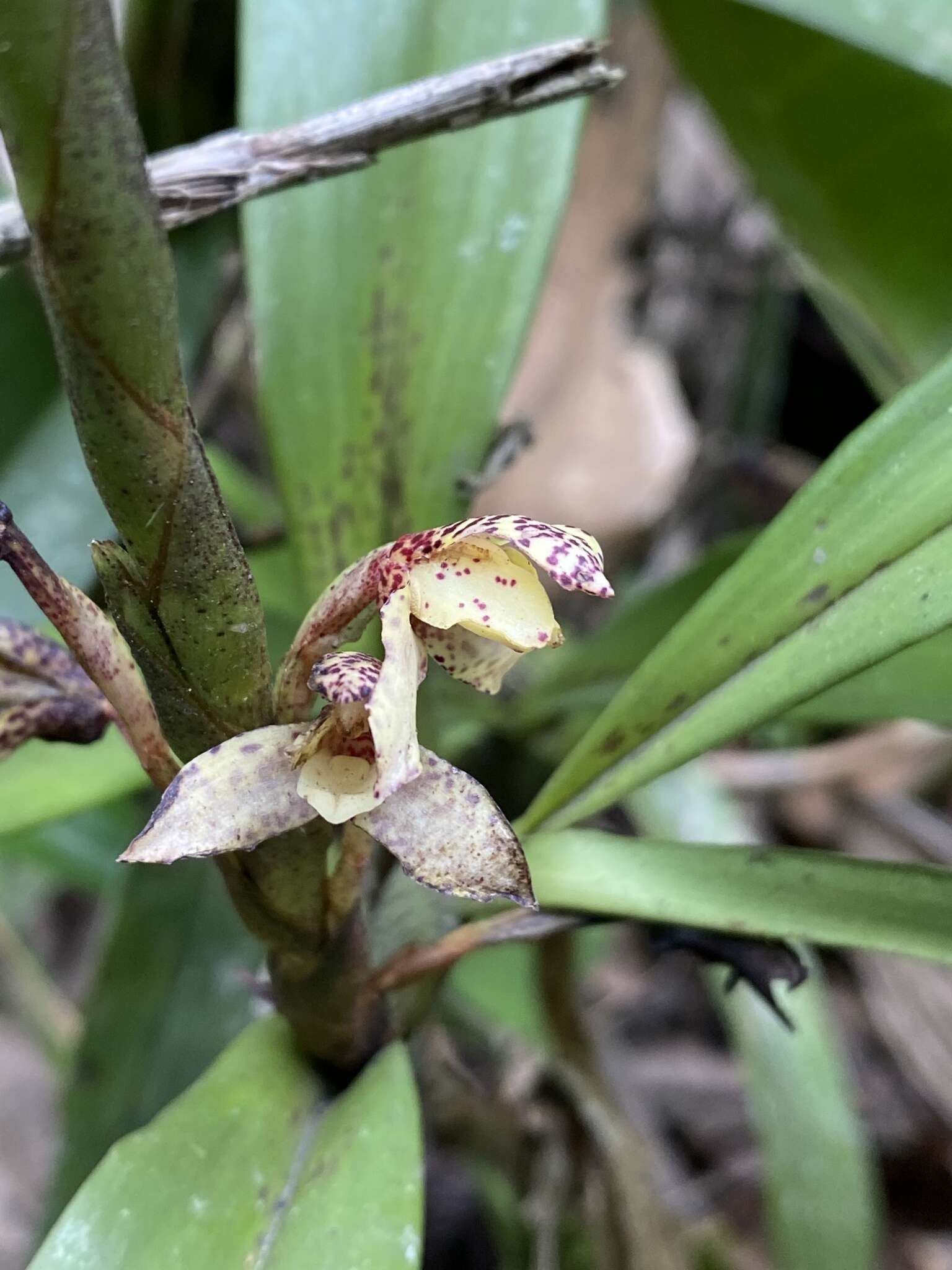 Image of Maxillaria pardalina Garay